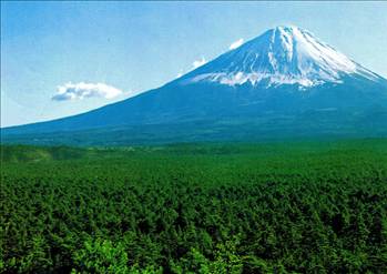 İntihar Ormanı: Aokigahara 4