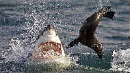 Köpekbalığının Foka Saldırı Anı  4