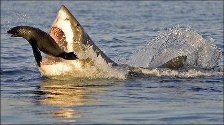 Köpekbalığının Foka Saldırı Anı  8