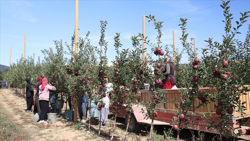 Sıcaklık ve kuraklık Niğde'de elma üretimini olumsuz etkiledi