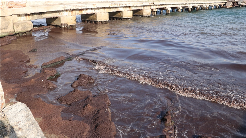 Tekirdağ'da sahilin bir kısmı kırmızı yosunla kaplandı