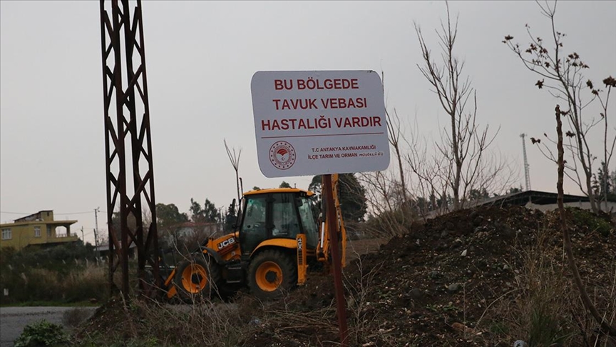 Hatay'da kuş gribi görülen mahalle karantinaya alındı