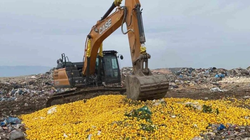 Pestisit tespit edilen Dubai’ye ihraç edilecek 71 ton limon imha edildi