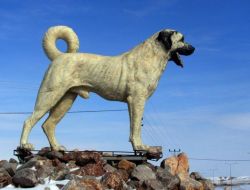 Kangal Köpeği Heykelinin Tasması Çalındı