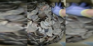 İstanbul Havalimanı'nda 1,2 ton pangolin pulu ele geçirildi!