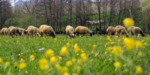 Munzur Dağları arasındaki Ovacık ilkbaharda görsel şölen sunuyor