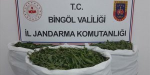 Bingöl'de 40 kilogram esrar ve 806 bin kök Hint keneviri ele geçirildi