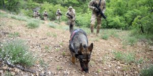 Jandarmanın 'hassas burunları' Tunceli'de terörle mücadelede önemli görev üstleniyor