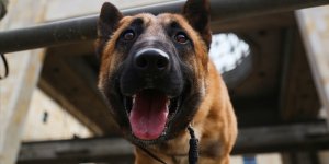 Tayland’da 'dedektör köpekler' Kovid-19'la mücadele kapsamında göreve başladı