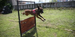 Jandarma köpekleri 'Tonya' ve 'Barut' suçlulara göz açtırmıyor!