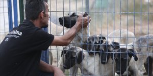 Sinop'taki selden etkilenen 19 'can' Ankara'da yeni yuvasına kavuştu