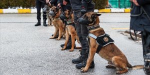 Operasyonların 'GİZLİ KAHRAMANI' Dedektör Köpekler