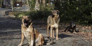 Ormanlık alana salınan köpekler yaban hayatı için de tehlike oluşturuyor