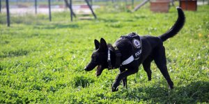 Türk polisinin Dünya Kupası mesaisi için hazırlıklar son aşamada