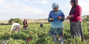 Emine Erdoğan, Ayaş'ta kadın çiftçilerle buluştu