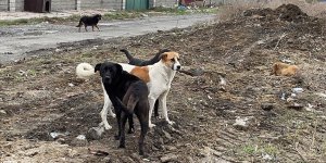 MAZLUMDER "sahipsiz başıboş köpeklere" ilişkin rapor hazırladı