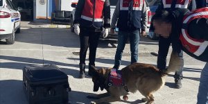 Kaçakçıların naftalinli ve parfümlü zula yöntemi "Asır'ın hassas burnundan kaçmadı