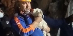 Hatay'da depremin 25. gününde enkazdan bir köpek canlı olarak çıkartıldı