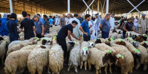 Irak’ta kurban pazarlarında hareketlilik yaşanıyor