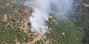 Manisa'nın Alaşehir ilçesinde orman yangını çıktı!