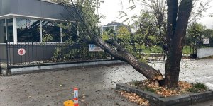 Bolu'da rüzgarda devrilen ağaç polis noktasının üzerine düştü!