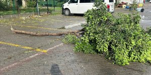 Muğla'da hortum nedeniyle ağaç devrildi, araçlarda hasar oluştu