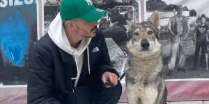 "Başakşehir'deki aç kurtlar" gerçekte Çekoslovak kurt köpeği çıktı!