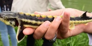 "Karadeniz'in biyolojik hazinesi" Mersin Balığı için uluslararası işbirliği