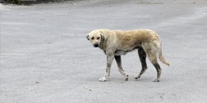 Diyarbakır'da sahipsiz köpeklerin saldırdığı 60 yaşındaki kadın yaralandı