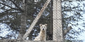 Ankara Valiliği'nden "hastalık taşıyan köpeklerin kente getirildiği" iddialarına ilişkin açıklama