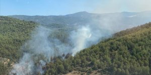 Muğla'nın Milas ilçesinde çıkan orman yangını söndürüldü