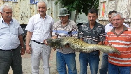 20 kiloluk yayın balığını elleriyle yakaladı