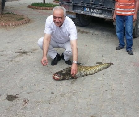 20 kiloluk yayın balığını elleriyle yakaladı