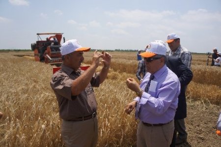 Adana’da 4 yeni buğday çeşidi geliştirildi