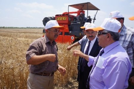 Adana’da 4 yeni buğday çeşidi geliştirildi