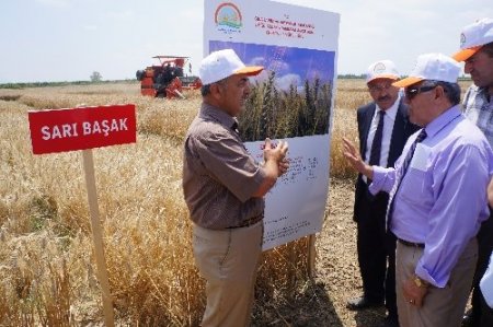 Adana’da 4 yeni buğday çeşidi geliştirildi