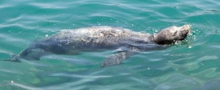 Alanya'da fok balığı heyecanı