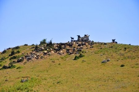 Amasya’da Akdağlılar Kuzoluk Yayla Şenliği düzenlendi