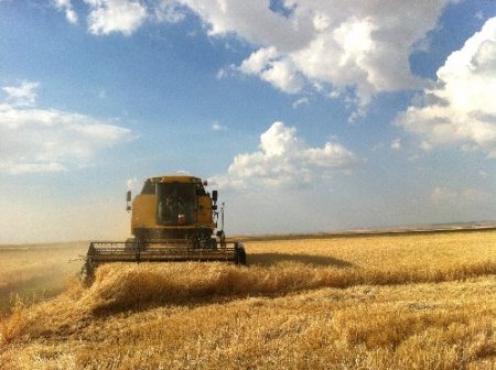 Arpa hasadı bölge çiftçisinin yüzünü güldürüyor