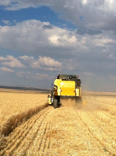 Arpa hasadı bölge çiftçisinin yüzünü güldürüyor