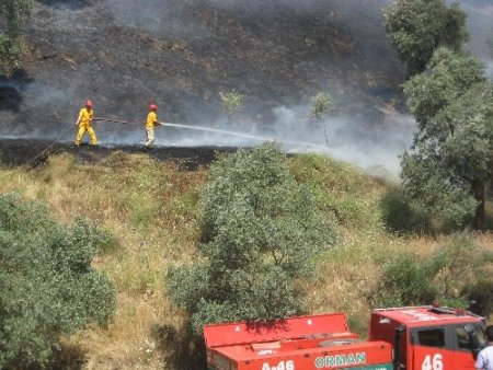 Aydın'da zeytinlik alanda çıkan yangın geç müdahale nedeniyle büyüdü