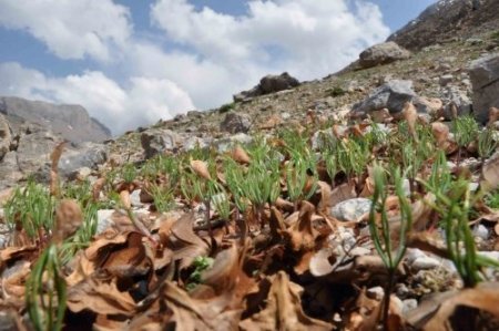 Bakan Eroğlu: Erciyes Dağı'nı zümrüt yeşile bezedik