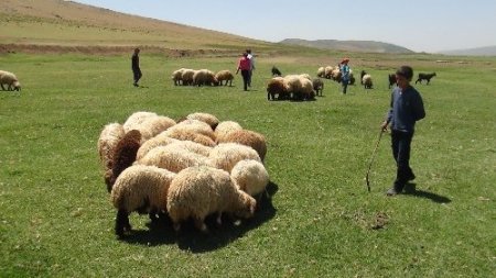 Bitlis'in minik çobanları karnelerini alır almaz sürülerinin başına geçti