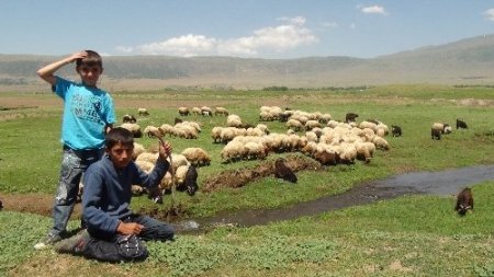 Bitlis'in minik çobanları karnelerini alır almaz sürülerinin başına geçti