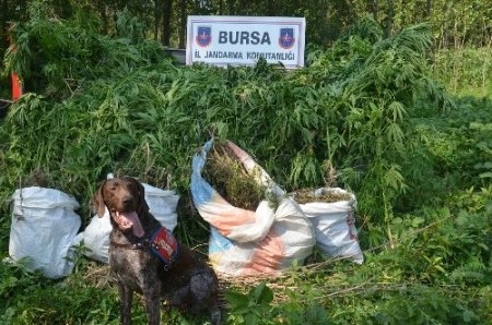 Bursa'da uyuşturucu operasyonu