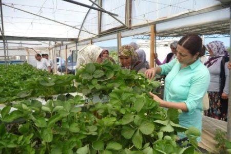 'Çilek Tutan Kınalı Eller Projesi' devam ediyor