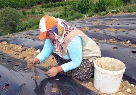 'Çilek Tutan Kınalı Eller Projesi' devam ediyor