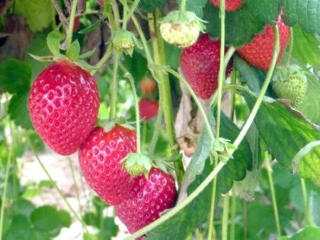 'Çilek Tutan Kınalı Eller Projesi' devam ediyor