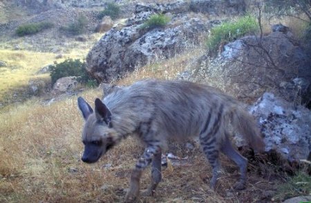 Cudi Dağı'nda vahşi hayat görüntüleniyor