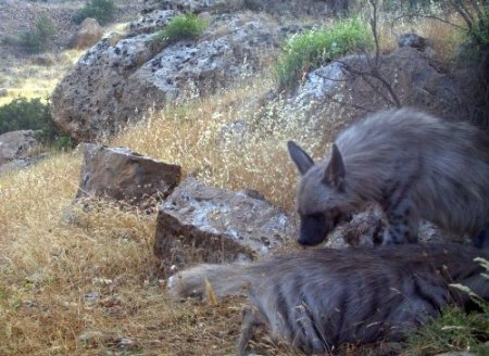 Cudi Dağı'nda vahşi hayat görüntüleniyor